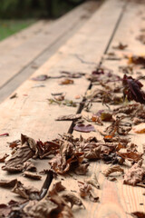 Fallen dry autumn leaves on the background of wooden steps. autumn concept