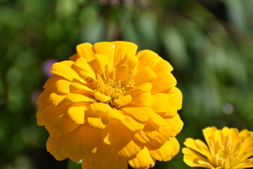 マリーゴールド