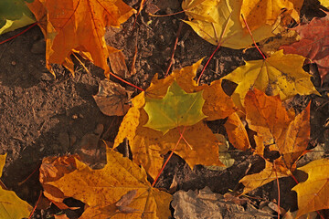 Fallen autumn maple leaves. autumn concept