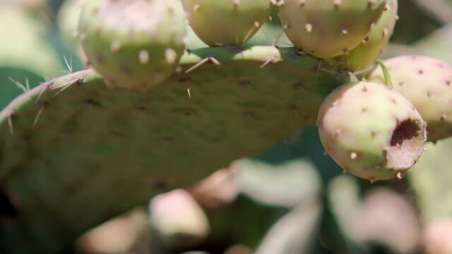 Bright sunlight on Mexican nopal plant with blurry background.