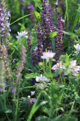 flowers in the garden