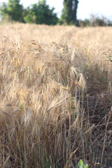 Fototapeta premium field of wheat
