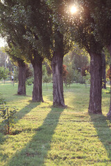 Fototapeta premium alley in the park