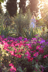 Obraz premium flowers in the park