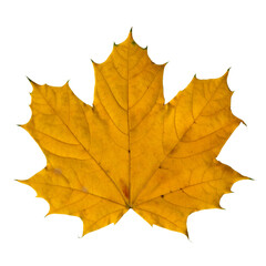 Photo scan of a yellow maple leaf with visible veins and texture