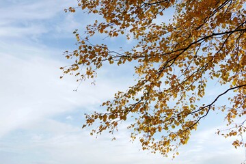 Birch branches with yellow leaves against a blue sky with clouds. Beautiful golden natural background. Wallpaper. Banner with copy space.