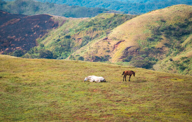 Two horses eating grass together in the field, hill with two horses eating grass, Two horses lying in the grass