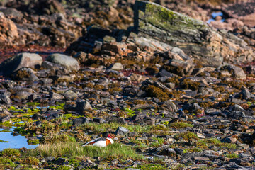 Shelduck nesting on a sea beach