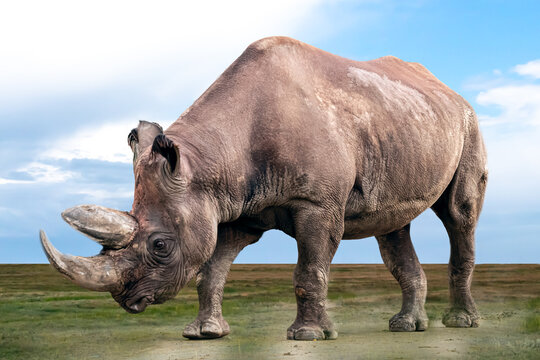 a rhinoceros walking over an open field