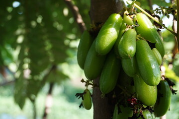 Fresh Averrhoa bilimbi fruit on the tree
