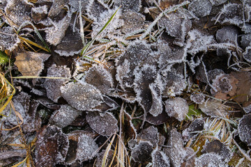 Fallen brown leaves covered with frost