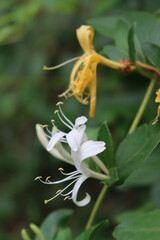 Close-up of white  Honeysuckle flowers. Lonicera japonica, known as Japanese honeysuckle in bloom on autumn season