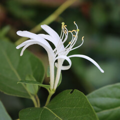 Close-up of white  Honeysuckle flowers. Lonicera japonica, known as Japanese honeysuckle in bloom on autumn season