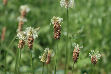 Lanceolata or ribworth plantain herb in bloom in the meadow. Close-up of Plantago lanceolata on summer