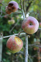 Close-up of red apples on branch eaten by insects in the orchard on autumn season
