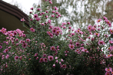 Bunch of Aster plants with many pink and purple flowers.. Aster Frikarti flowers on autumn in the garden