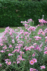 Bunch of Aster plants with many pink and purple flowers.. Aster Frikarti flowers on autumn in the garden