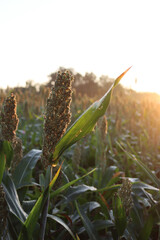 Sorghum or millet plants in the field at dawn. Sorghum agricultural cultivation in northern Italy