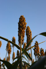 Sorghum or millet plants in the field against blue sky at sunset. Sorghum agricultural cultivation in northern Italy