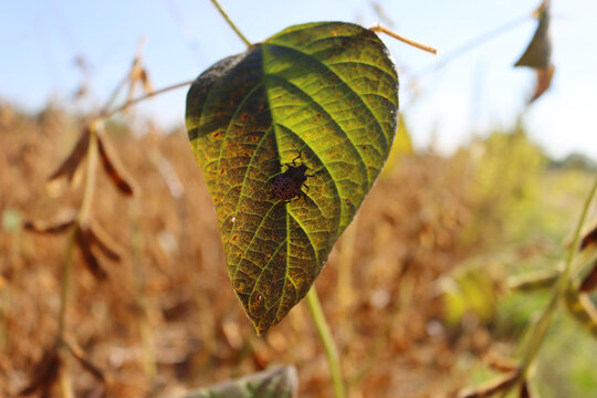 Brown marmorated shield bugs on a yellow soybean leaf in the field. Halyomorpha halys insect infestation