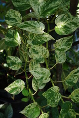 Devil's ivy this plant has a Latin name (Epipremnum aureum) this is an ornamental plant