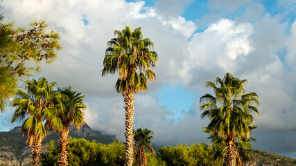 Obraz premium palm trees against the background of mountains and sky with clouds, holiday concept