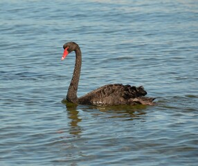 black swan on the water perth western australia