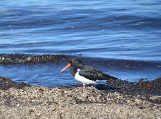 Australian Pied Oystercatcher by the river western australia