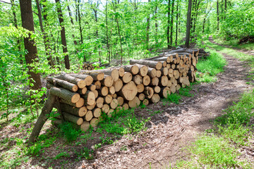 Timber logs in the forest . Pile of wooden logs in the woodland