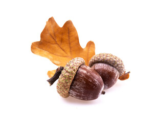 Two acorns with leaf isolated on white background