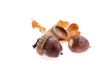 Two acorns with leaf isolated on white background