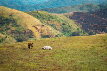 Two horses eating grass together in the field, hill with two horses eating grass, Two horses lying in the grass