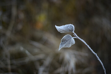 Frost covered dry autumn leaf on a dark brown blurred background. Blurred autumn or winter background, the first frosts and cold snap
