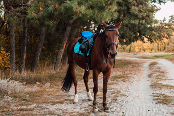 
A beautiful bay horse stands against the backdrop of autumn nature