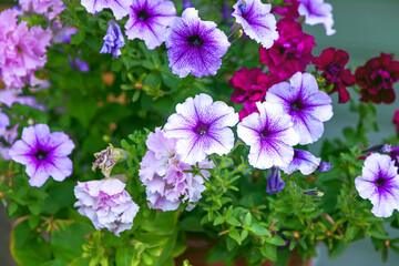 Bright lilac petunia flowers