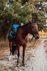 Fototapeta premium A beautiful bay horse stands against the backdrop of autumn nature