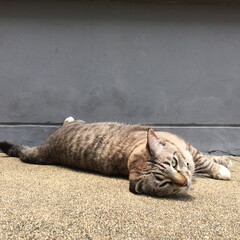 A cat sleeping and looking at the camera, little cat, brown cat, cute animal, pet