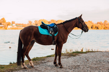 
A beautiful bay horse stands against the backdrop of autumn nature