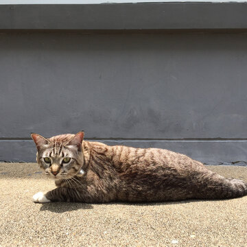 A cat sleeping and looking at the camera, little cat, brown cat, cute animal, pet