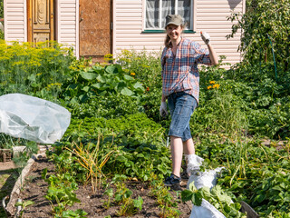 autumn care of a vegetable garden, a garden, plants. pruning strawberries, strawberries from old,...