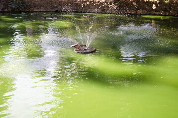 duck on the pond cooling off and drinking the water coming out of the fountain on the pond. The duck is brown and very beautiful. Nature and birds concept