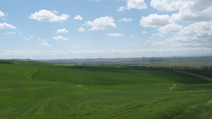 wheat field, spring green,