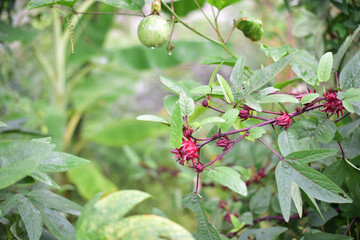 Red roselle on trees in nature.