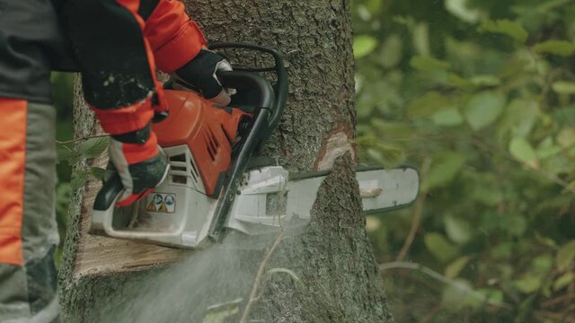 Female logger in protective gear cuts a tree with a chainsaw, works on deforestation.