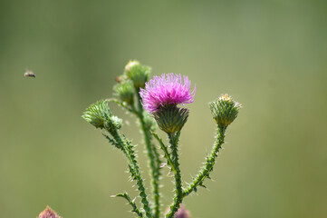 Awesome spiny plumeless thistle in bloom close-up view with green blurred background