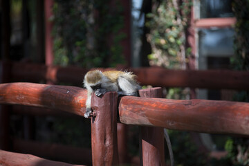 美しい風景の中の動物たち