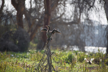 美しい風景の中の動物たち