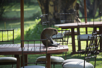 美しい風景の中の動物たち