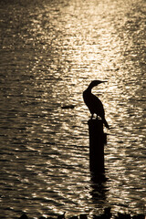 美しい風景の中の動物たち