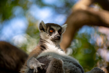 Crowned lemur (Lemur Catta) with eyes wide open . Fluffy Madagascar gray-black Fatty funny lemur sitting on the branch in the forest. Mammal with a striped tail. Ring-tailed lemur sitting on the tree
